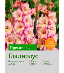 Гладиолус Присцилла