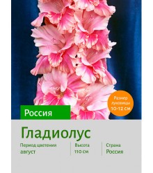 Гладиолус Россия