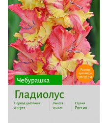 Гладиолус Чебурашка
