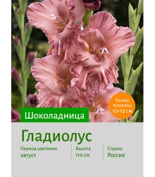 Гладиолус Шоколадница
