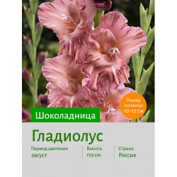 Гладиолус Шоколадница