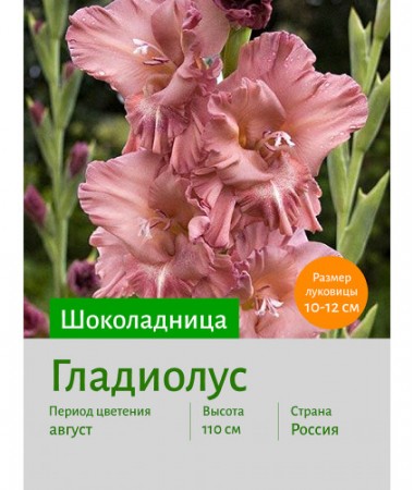 Гладиолус Шоколадница