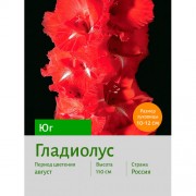 Гладиолус Юг