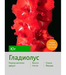 Гладиолус Юг