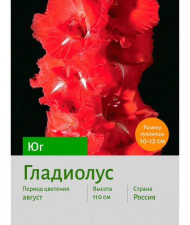 Гладиолус Юг