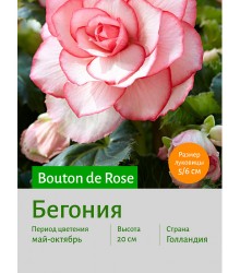 Бегония Bouton de Rose Бегония Bouton de Rose