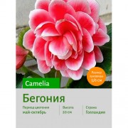 Бегония Camelia