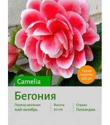 Бегония Camelia Бегония Camelia