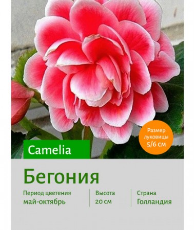 Бегония Camelia