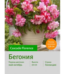 Бегония Cascade Florence Бегония Cascade Florence