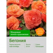 Бегония Махровая лососевая