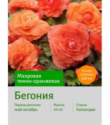 Бегония Махровая лососевая Бегония Махровая лососевая