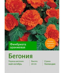 Бегония Фимбриата оранжевая Бегония Фимбриата оранжевая