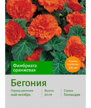 Бегония Фимбриата оранжевая
