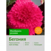 Бегония Фимбриата розовая