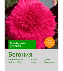 Бегония Фимбриата розовая Бегония Фимбриата розовая