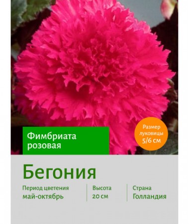 Бегония Фимбриата розовая