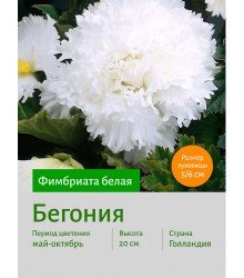 Бегония Фимбриата белая Бегония Фимбриата белая
