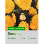 Бегония Фимбриата жёлтая