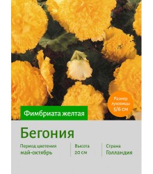 Бегония Фимбриата жёлтая Бегония Фимбриата жёлтая
