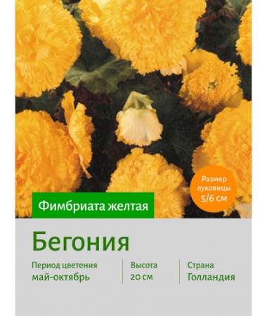 Бегония Фимбриата жёлтая