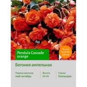 Бегония Ампельная оранжевая