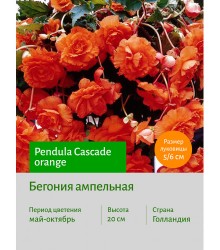 Бегония Ампельная оранжевая Бегония Ампельная оранжевая