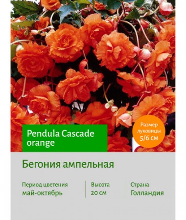 Бегония Ампельная оранжевая
