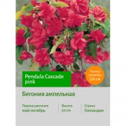 Бегония Ампельная розовая