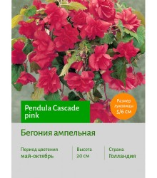 Бегония Ампельная розовая Бегония Ампельная розовая