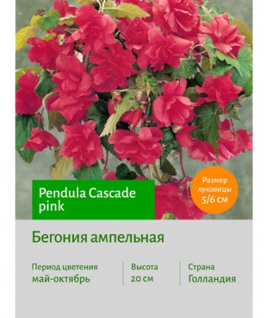 Бегония Ампельная розовая