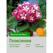 Глоксиния Blanche de Meru