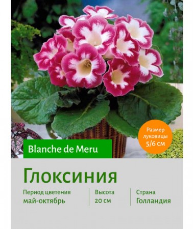 Глоксиния Blanche de Meru