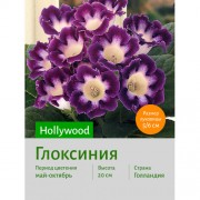 Глоксиния Hollywood
