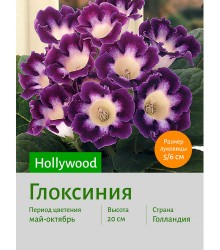 Глоксиния Hollywood Глоксиния Hollywood
