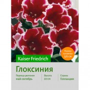 Глоксиния Kaiser Friedrich