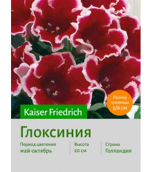 Глоксиния Kaiser Friedrich Глоксиния Kaiser Friedrich