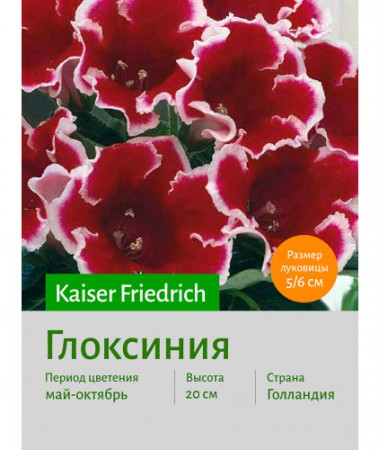 Глоксиния Kaiser Friedrich
