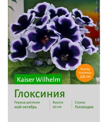 Глоксиния Kaiser Wilhelm Глоксиния Kaiser Wilhelm