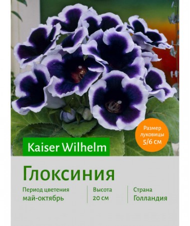 Глоксиния Kaiser Wilhelm