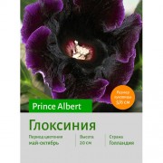 Глоксиния Prince Albert