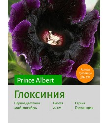 Глоксиния Prince Albert Глоксиния Prince Albert