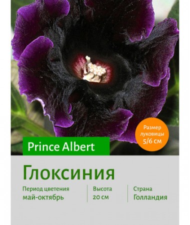 Глоксиния Prince Albert