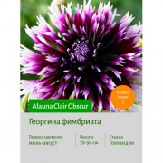 Георгина Alauna Clair Obscur