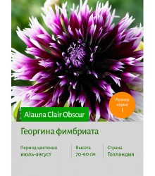 Георгина Alauna Clair Obscur Георгина Alauna Clair Obscur