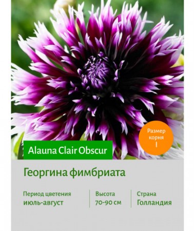 Георгина Alauna Clair Obscur