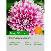 Георгина Fuzzy Wuzzy