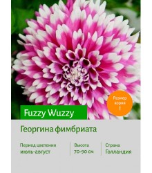 Георгина Fuzzy Wuzzy Георгина Fuzzy Wuzzy