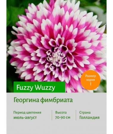 Георгина Fuzzy Wuzzy
