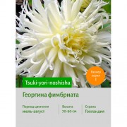 Георгина Tsuki-yori-noshisha